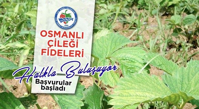 Kdz.Ereğli Belediyesi Osmanlı Çileği fidesi dağıtacak