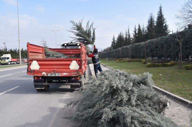 Kdz. Ereğli’nin mavi servileri budanıyor