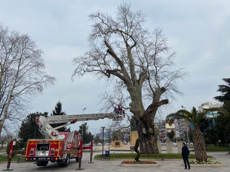 Kdz.Ereğli’de anıt ağaçların bakımı yapılıyor