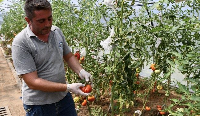 Ata tohumu elden ele çoğalıyor