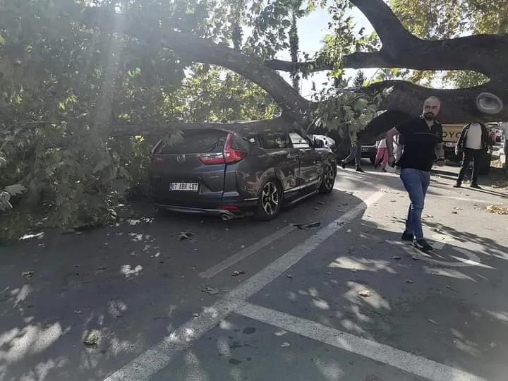 Kökünden çıkan ağaç araçların üstüne devrildi